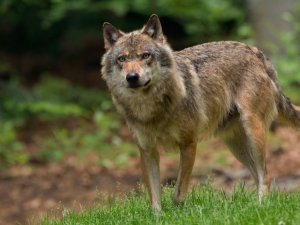 loup_tiré